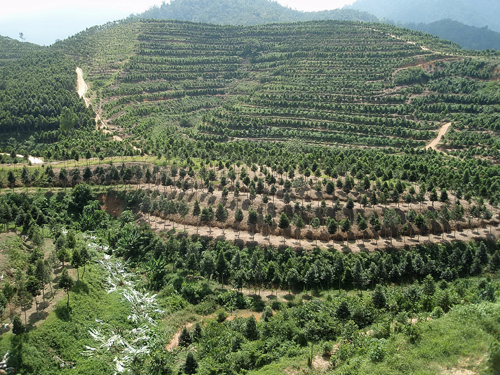 Gaharu Trees of Different Ages